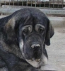 Filename=mora.jpg
Filesize=16KiB
Dimensions=375x406
Date added=%968 %23, %2007 mora.jpg