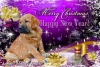 Filename=motley_house_xmas14.jpg
Filesize=167KiB
Dimensions=960x650
Date added=%046 %31, %2014 motley_house_xmas14.jpg