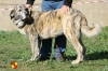 Filename=nala.jpg
Filesize=109KiB
Dimensions=960x640
Date added=%668 %23, %2014 nala.jpg