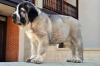 Filename=nala1.jpg
Filesize=120KiB
Dimensions=1500x996
Date added=%758 %28, %2011 nala1.jpg