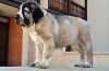Filename=nala2.jpg
Filesize=122KiB
Dimensions=1500x996
Date added=%757 %28, %2011 nala2.jpg