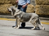 Filename=nala_de_buxionte.jpg
Filesize=144KiB
Dimensions=1000x742
Date added=%794 %05, %2015 nala_de_buxionte.jpg