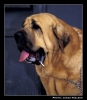 Filename=nalon01b.jpg
Filesize=49KiB
Dimensions=386x442
Date added=%973 %22, %2006 nalon01b.jpg