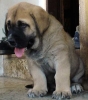 Filename=nelly8.jpg
Filesize=25KiB
Dimensions=484x550
Date added=%299 %18, %2007 nelly8.jpg