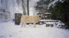 Filename=nena_standard_nieve_janfeb03red%7E0.jpg
Filesize=55KiB
Dimensions=490x271
Date added=%390 %21, %2006 nena_standard_nieve_janfeb03red%7E0.jpg