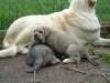 Filename=nenapuppies.jpg
Filesize=20KiB
Dimensions=400x300
Date added=%011 %02, %2006 nenapuppies.jpg