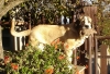 Filename=nestor5m.jpg
Filesize=112KiB
Dimensions=725x500
Date added=%565 %03, %2007 nestor5m.jpg