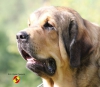 Filename=nogal.jpg
Filesize=117KiB
Dimensions=960x841
Date added=%679 %18, %2014 nogal.jpg
