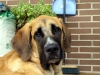 Filename=norton1zq7.jpg
Filesize=338KiB
Dimensions=700x525
Date added=%927 %05, %2008 norton1zq7.jpg