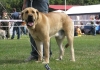 Filename=nv08-anry1.jpg
Filesize=101KiB
Dimensions=853x600
Date added=%410 %27, %2008 nv08-anry1.jpg