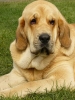 Filename=nvmb09-amie1.jpg
Filesize=44KiB
Dimensions=450x600
Date added=%822 %21, %2009 nvmb09-amie1.jpg