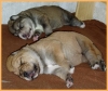 Filename=o-10days.jpg
Filesize=52KiB
Dimensions=610x516
Date added=%787 %03, %2007 o-10days.jpg