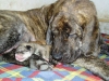 Filename=o-1day-female2.jpg
Filesize=98KiB
Dimensions=733x550
Date added=%393 %27, %2007 o-1day-female2.jpg