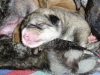 Filename=o-1day-female3.jpg
Filesize=91KiB
Dimensions=733x550
Date added=%392 %27, %2007 o-1day-female3.jpg