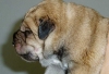Filename=o-1day-male.jpg
Filesize=59KiB
Dimensions=734x500
Date added=%391 %27, %2007 o-1day-male.jpg