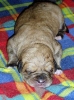 Filename=o-1day-male1.jpg
Filesize=48KiB
Dimensions=412x550
Date added=%391 %27, %2007 o-1day-male1.jpg