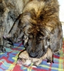 Filename=o-1day-male2.jpg
Filesize=70KiB
Dimensions=497x550
Date added=%390 %27, %2007 o-1day-male2.jpg