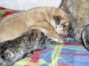Filename=o-1day-male5.jpg
Filesize=70KiB
Dimensions=667x500
Date added=%390 %27, %2007 o-1day-male5.jpg