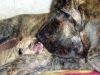Filename=o3.jpg
Filesize=67KiB
Dimensions=733x550
Date added=%393 %27, %2007 o3.jpg