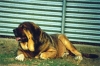 Filename=osito.jpg
Filesize=57KiB
Dimensions=800x534
Date added=%088 %04, %2006 osito.jpg