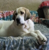 Filename=paloma.jpg
Filesize=44KiB
Dimensions=600x610
Date added=%643 %03, %2006 paloma.jpg