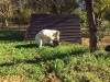 Filename=panda-a.jpg
Filesize=273KiB
Dimensions=1136x852
Date added=%014 %02, %2016 panda-a.jpg