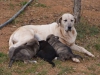Filename=panda-e.jpg
Filesize=133KiB
Dimensions=960x720
Date added=%987 %02, %2016 panda-e.jpg