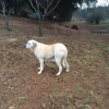 Filename=panda-i.jpg
Filesize=199KiB
Dimensions=960x960
Date added=%981 %02, %2016 panda-i.jpg