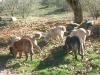 Filename=pastos.jpg
Filesize=88KiB
Dimensions=500x375
Date added=%910 %27, %2006 pastos.jpg