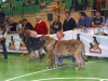 Filename=pavon-caballero.jpg
Filesize=58KiB
Dimensions=800x600
Date added=%333 %04, %2006 pavon-caballero.jpg