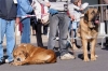 Filename=pechosoverplus.jpg
Filesize=41KiB
Dimensions=700x465
Date added=%430 %04, %2006 pechosoverplus.jpg