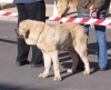 Filename=pedro.jpg
Filesize=23KiB
Dimensions=700x571
Date added=%944 %01, %2006 pedro.jpg