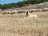 Filename=peleon11.jpg
Filesize=294KiB
Dimensions=1200x900
Date added=%095 %31, %2010 peleon11.jpg
