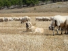 Filename=peleon21.jpg
Filesize=241KiB
Dimensions=1200x900
Date added=%091 %31, %2010 peleon21.jpg