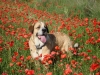 Filename=pennypoppys2.jpg
Filesize=86KiB
Dimensions=488x366
Date added=%022 %01, %2008 pennypoppys2.jpg