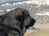 Filename=perro.jpg
Filesize=26KiB
Dimensions=512x384
Date added=%870 %02, %2008 perro.jpg