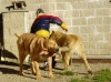 Filename=photo30-sultan.jpg
Filesize=27KiB
Dimensions=450x337
Date added=%933 %29, %2006 photo30-sultan.jpg