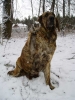 Filename=photo7Aylen-paw.jpg
Filesize=41KiB
Dimensions=450x600
Date added=%822 %20, %2006 photo7Aylen-paw.jpg