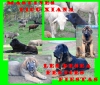 Filename=picu_xiana_xmas14.jpg
Filesize=140KiB
Dimensions=960x819
Date added=%994 %20, %2014 picu_xiana_xmas14.jpg