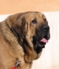 Filename=profil-red3.jpg
Filesize=29KiB
Dimensions=580x676
Date added=%078 %12, %2006 profil-red3.jpg