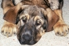 Filename=pupface1204.jpg
Filesize=148KiB
Dimensions=666x443
Date added=%547 %18, %2006 pupface1204.jpg