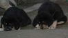 Filename=pupis-de-Cantero-de-ls-Zumb.jpg
Filesize=9KiB
Dimensions=448x252
Date added=%598 %15, %2008 pupis-de-Cantero-de-ls-Zumb.jpg