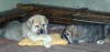 Filename=puppies%7E0.jpg
Filesize=12KiB
Dimensions=450x213
Date added=%323 %24, %2006 puppies%7E0.jpg