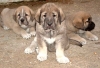 Filename=puppies%7E0~0.jpg
Filesize=50KiB
Dimensions=640x441
Date added=%525 %17, %2006 puppies%7E0~0.jpg