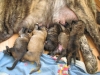 Filename=puppies-neron-hessi2.jpg
Filesize=150KiB
Dimensions=777x583
Date added=%598 %25, %2008 puppies-neron-hessi2.jpg