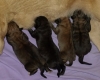 Filename=puppies-zarmon.jpg
Filesize=28KiB
Dimensions=400x321
Date added=%724 %14, %2011 puppies-zarmon.jpg