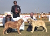 Filename=puppies.jpg
Filesize=31KiB
Dimensions=350x258
Date added=%785 %21, %2006 puppies.jpg