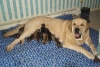 Filename=puppies0207091.jpg
Filesize=54KiB
Dimensions=600x406
Date added=%233 %09, %2009 puppies0207091.jpg