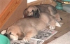 Filename=puppies3.jpg
Filesize=32KiB
Dimensions=400x253
Date added=%664 %26, %2006 puppies3.jpg