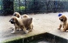 Filename=puppies5juli.jpg
Filesize=37KiB
Dimensions=484x306
Date added=%515 %17, %2006 puppies5juli.jpg